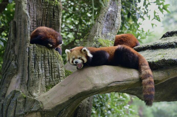 動(dòng)物園4.jpg 動(dòng)物園4.jpg