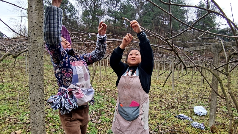 獼猴挑修枝3.jpg 獼猴挑修枝3.jpg