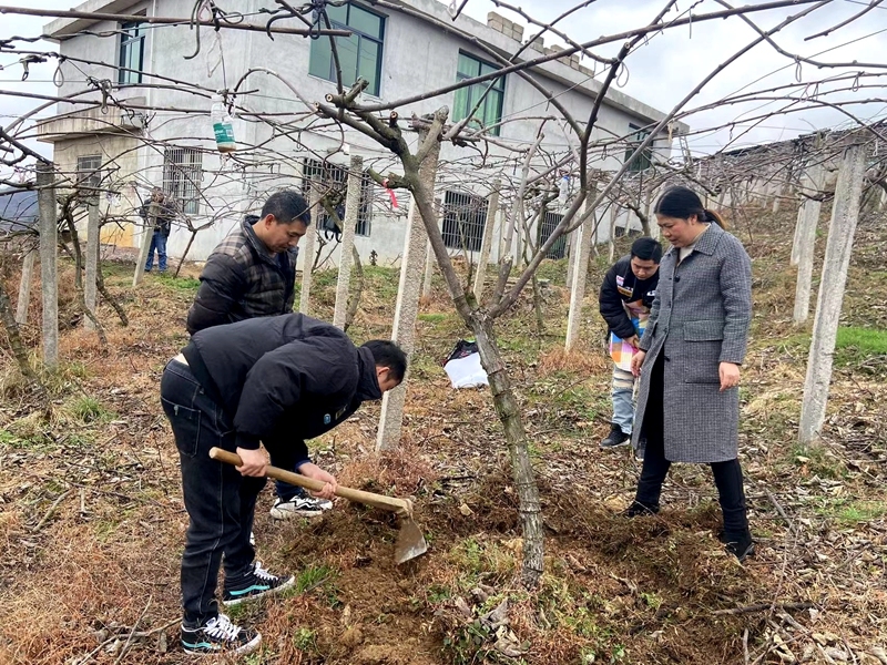 獼猴挑修枝5.jpg 獼猴挑修枝5.jpg