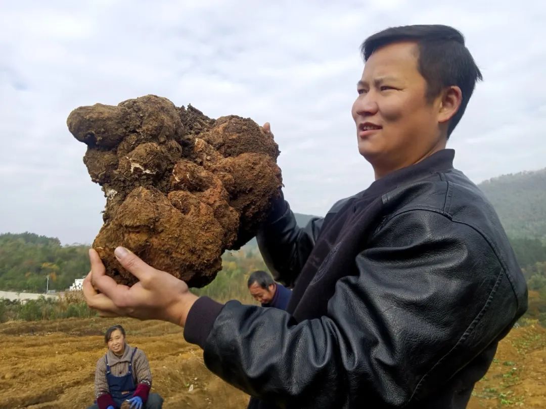 修文縣大石布依族鄉(xiāng):中藥材試驗田豐產(chǎn) 茯苓“茯”起振興夢